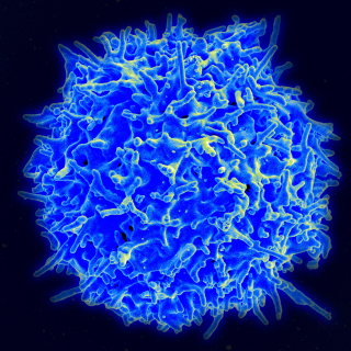 Wherry Immunity post NIAID healthy T cell